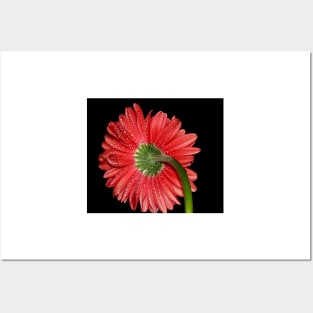 Red Gerbera Daisy Posters and Art